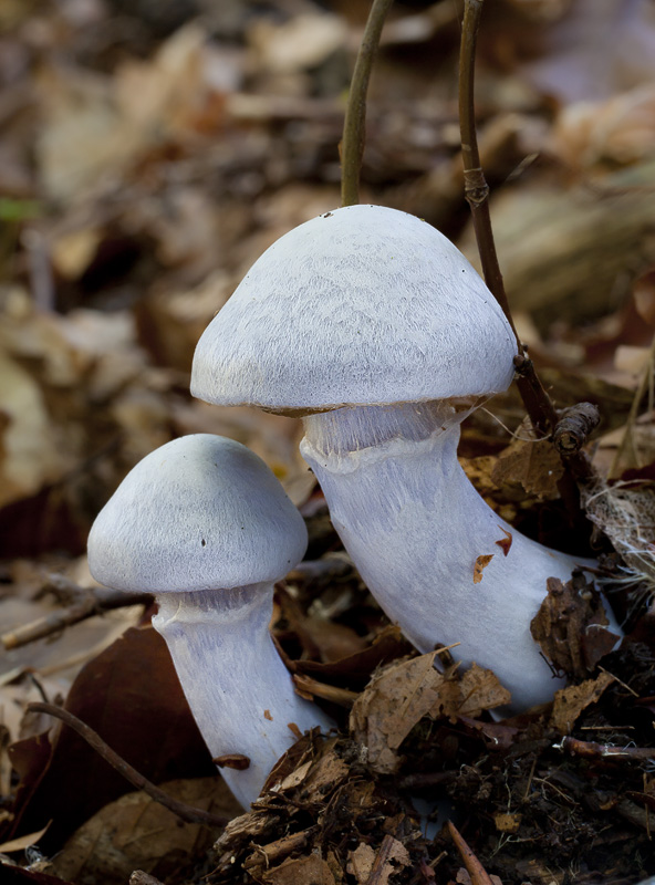 Cortinarius alboviolaceus